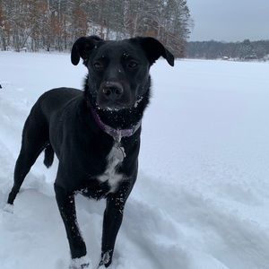 Meet your Posher, Alli